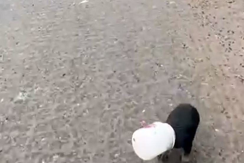 Yalova’da kamyon sürücüsü kafası plastik kaba sıkışan yavru köpeği kurtardı
