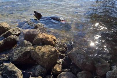 Yaralanan Akdeniz yavru keşiş foku öldü