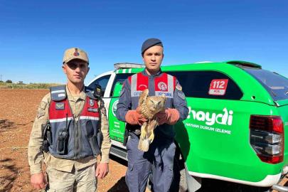 Yaralı Kızıl Şahin koruma altına alındı