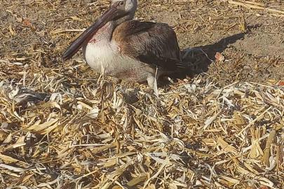 Yaralı pelikana vatandaşlardan yardım eli