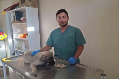 Yaralı sokak köpeğine belediye sahip çıktı