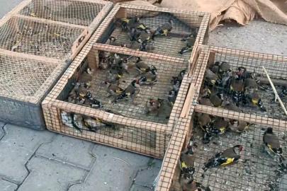 Yasadışı avcılığa 655 bin TL ceza: 80 saka kuşu ele geçirildi