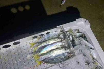 Yasal boy denetimi: Bin 845 kilo istavrite el konuldu