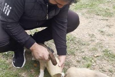 Yavru köpeğin merakı kırılan testi ile son buldu