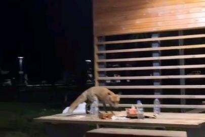 Yavru tilki doğum günü pastasına kondu