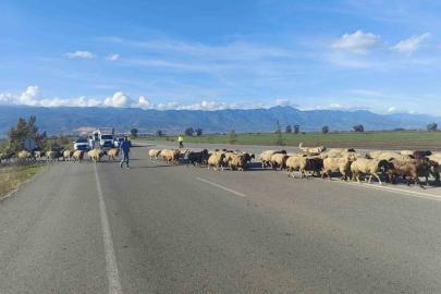 Yayladan dönen koyun sürüsünün geçişi için trafiğin durduğu kara yolunda korna sesi yerine çan sesi yankılandı