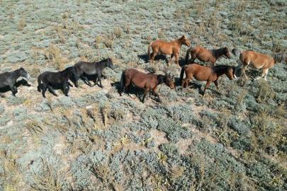 Yaylalardan köylere inmeye başlayan yılkı atları dron ile görüntülendi