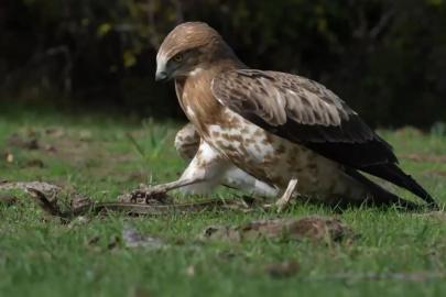 Yılanı yakalayan kartal böyle gövde gösterisi yaptı