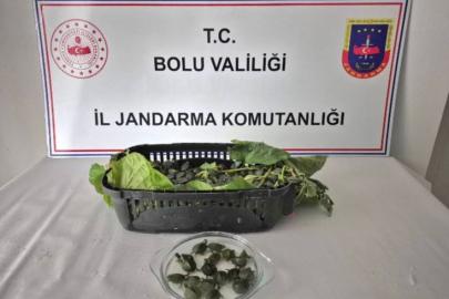 Yolcu otobüsünde 500 yasaklı su kaplumbağası ele geçirildi