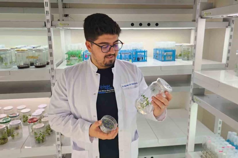 Yüksek antioksidan kapasiteye sahip yeni domates geliştirilecek