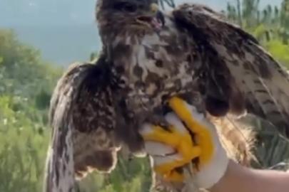 Yüksek gerilim hattına çarpıp felç geçiren kızıl şahin doğayla buluştu