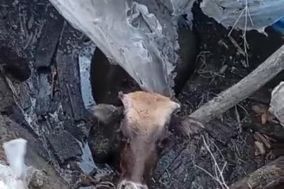 Yüksekova’da bataklığa saplanan ineği itfaiye ekipleri kurtardı