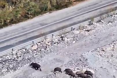 Yüksekova’da domuz sürüsü görüntülendi