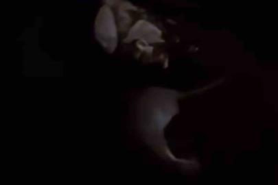 Yüksekova’da su samuru görüntülendi