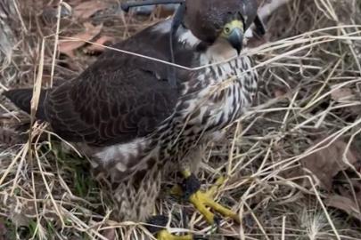 Yurt dışına kuş kaçırma hazırlığında olan 2 kişiye 1 milyon 524 bin lira ceza