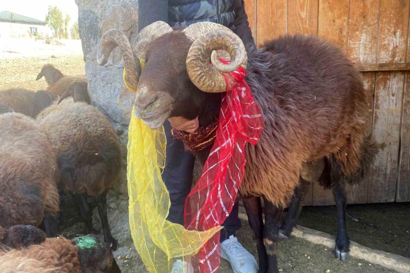 Yüzyıllık "koç katımı" geleneği Ağrı’da yaşatılıyor