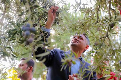 ’Zeytinin Yolculuğu’ Aliağa’da şenlikle kutlandı