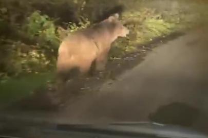 Zonguldak’ta bozayı amatör kameraya yansıdı