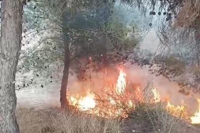 Adana’da bir çocuğun çıkardığı öne sürülen yangında 100 zeytin ağacı yandı