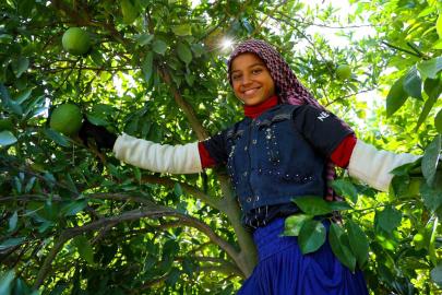 Adana’da portakal hasadı başladı, 360 bin ton rekolte bekleniyor