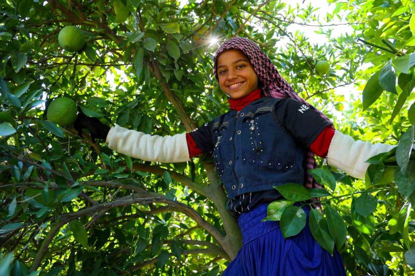 Adana’da portakal hasadı başladı, 360 bin ton rekolte bekleniyor