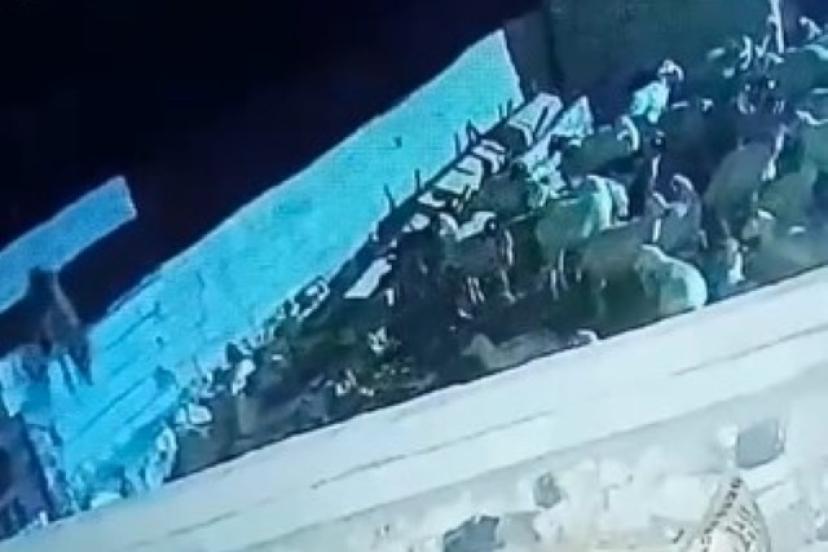 Ağıla giren kurt koyunu telef etti: O anlar kamerada