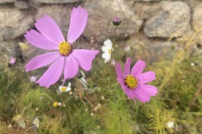 Ağrı’da kasım ayında açan çiçekler şaşırttı