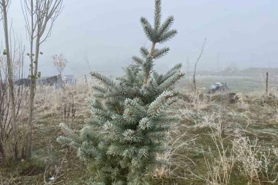 Ağrı’da kırağı etkili oldu