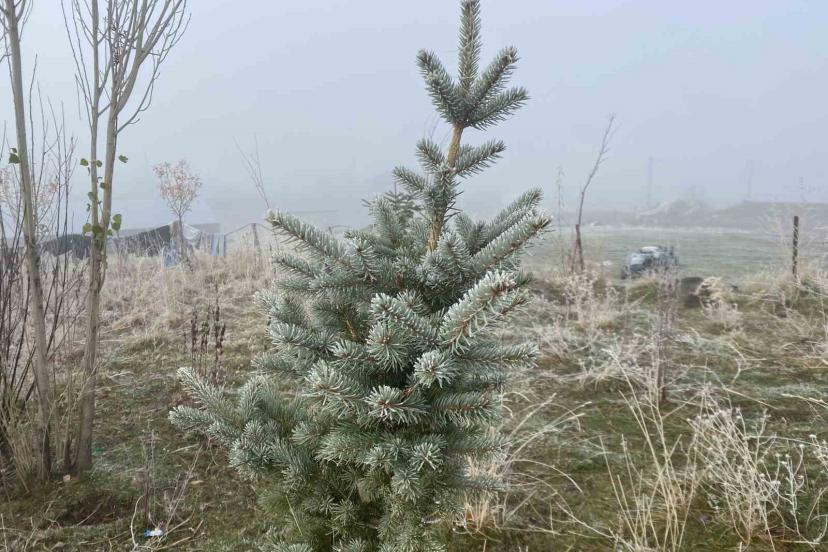 Ağrı’da kırağı etkili oldu