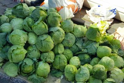 Alucra’da lahana hırsızlığı alarmı