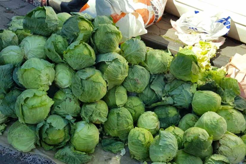 Alucra’da lahana hırsızlığı alarmı