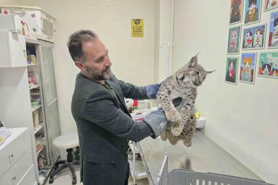 Aracın çarptığı vaşak tedaviye alındı