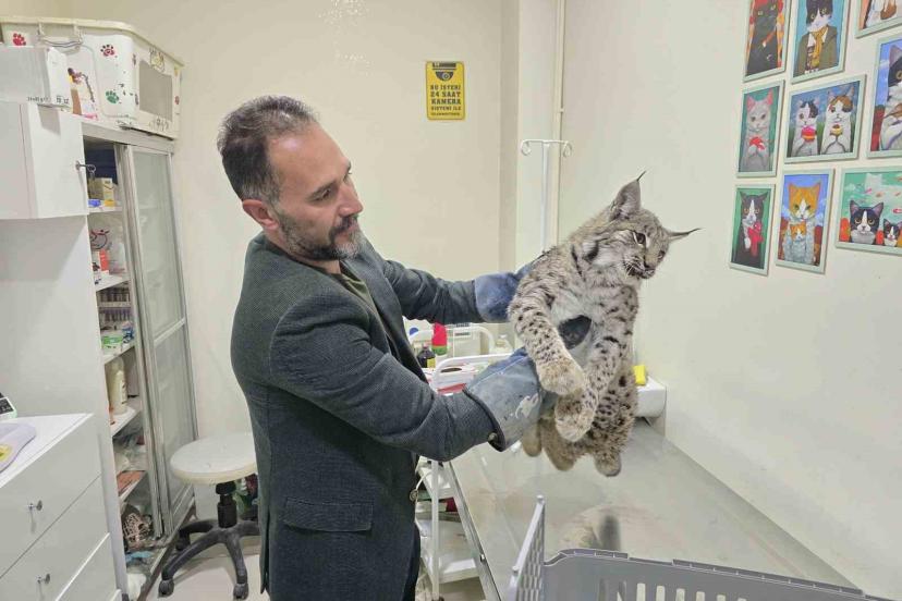 Aracın çarptığı vaşak tedaviye alındı