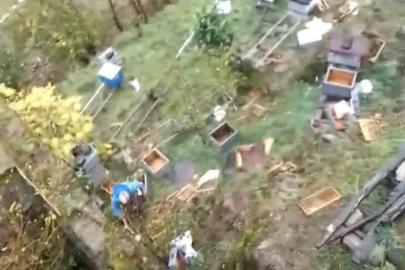 Araklı’da ayılar 50’den fazla kovanı telef etti