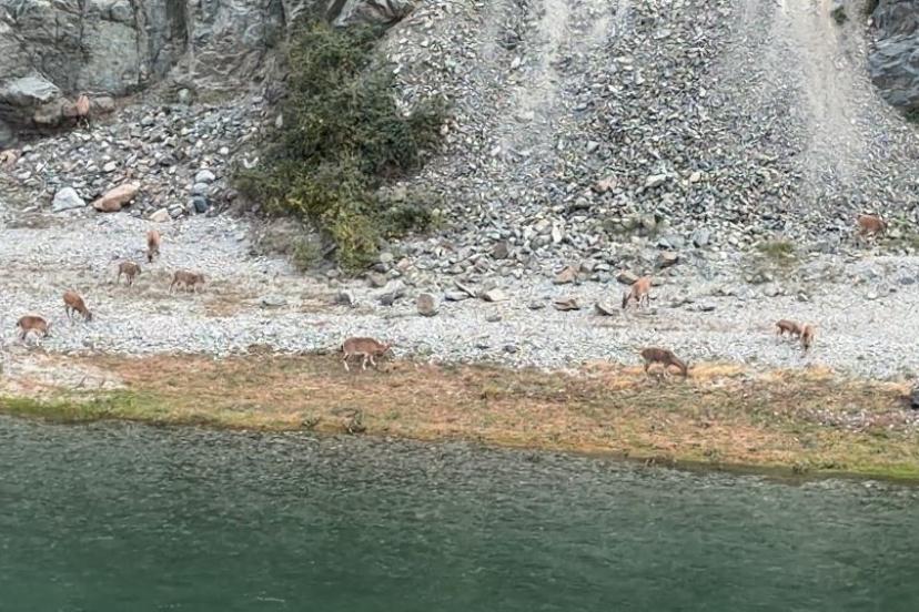 Artvin’de dağ keçileri sürüsü ilk kez bu kadar kalabalık görüntülendi