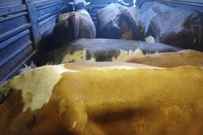 Artvin’de film gibi hayvan hırsızlığı