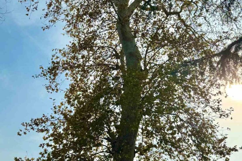 Asırlık çınar ağacının koruma altına alınması bekleniyor