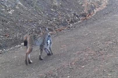 Avını taşıyan vaşak kamerada