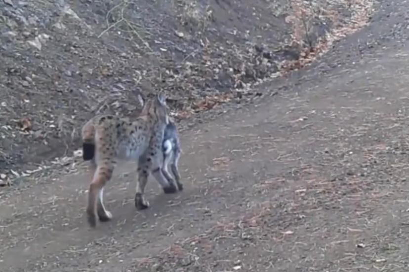 Avını taşıyan vaşak kamerada