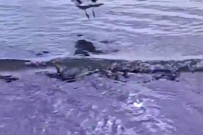 Ayağına dolanan sahte oltayla yaralanan martı tedavisinin ardından doğal ortamında