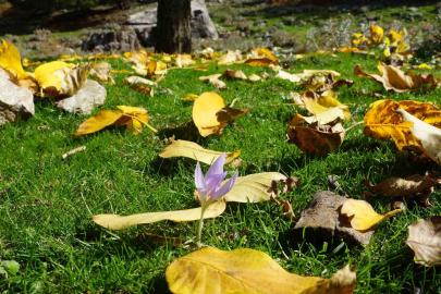 Aydın dağları sonbahara kucak açtı