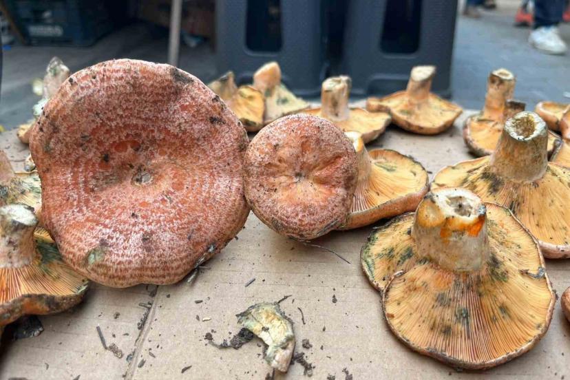 Aydın’da çıntar çıktı, kilosu 500 TL