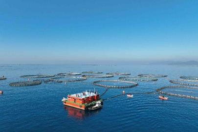 Aydın’da su ürünleri destekleme başvuruları başladı