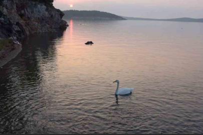 Ayvalık’ta sevimli kuğu Paşa Limanı’nın simgesi oldu