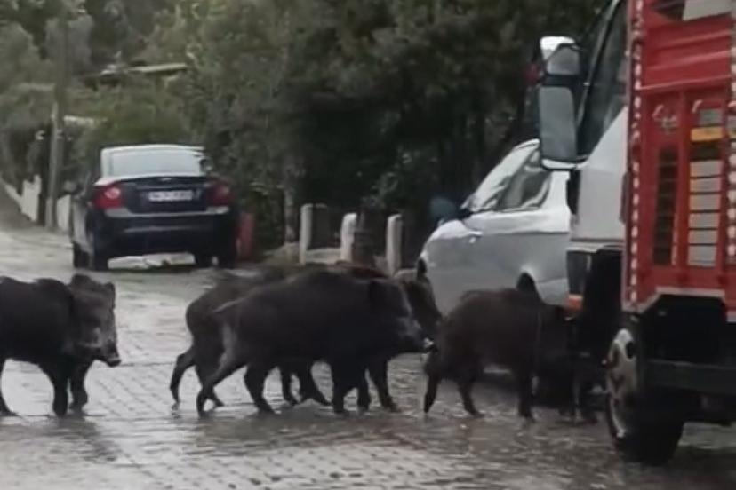 Ayvalık’ta yağmurlu havada aç kalan domuzlar şehir merkezine indi
