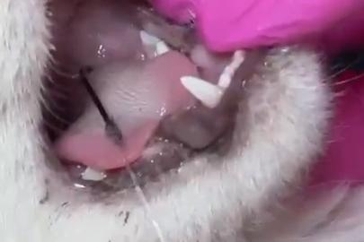 Balık artıklarını yemek isteyen kedinin ağzı ve ayağına olta kancası battı