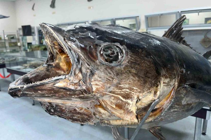 Balık sevdası ‘Deniz Canlıları Koleksiyon Merkezi’nde hayat buldu