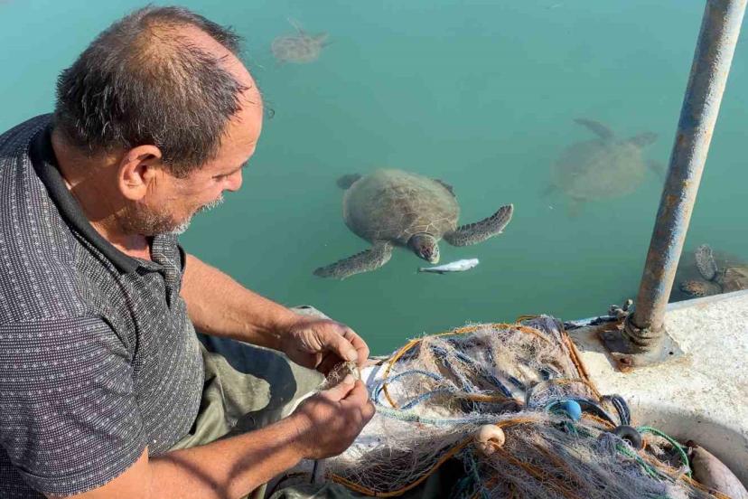 Balıkçıların dostu: Göç etmeyen caretta carettalar limanı mesken tuttu