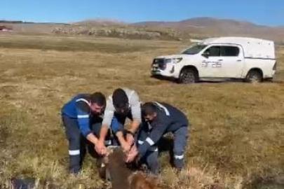 Bataklığa saplanan inek kurtarıldı