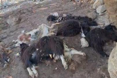 Batman’da kurt saldırısında 10 keçi telef oldu, 10’nu da yaralandı